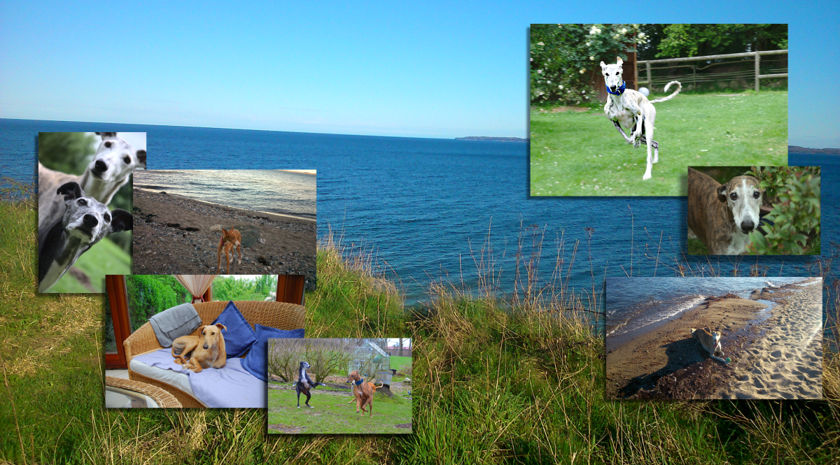 Blick auf die Eckernförder Bucht und Hunde