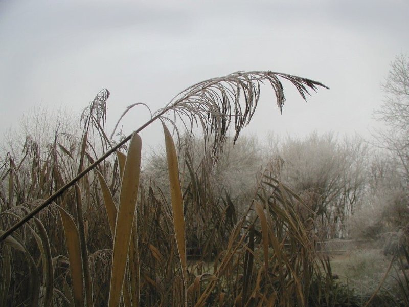 Foto von Schilf im Frost